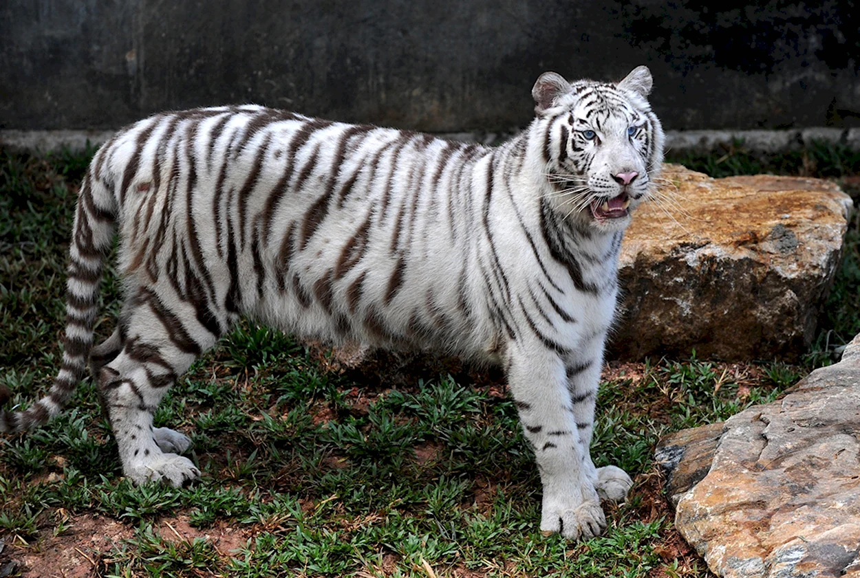 Амурский тигр белый Уссурийский. Красивое животное