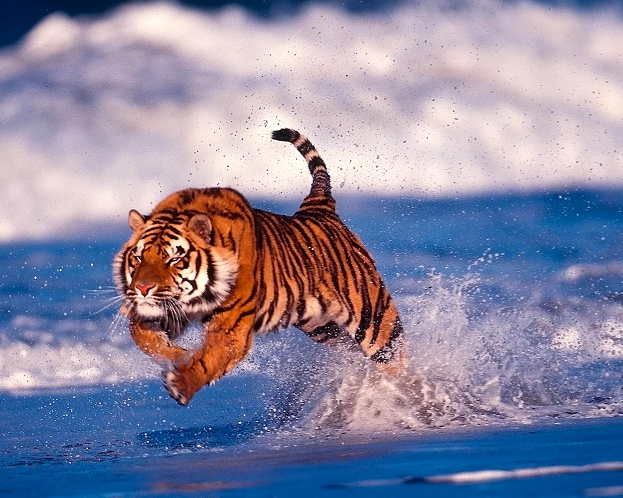 Амурский тигр бежит. Красивое животное