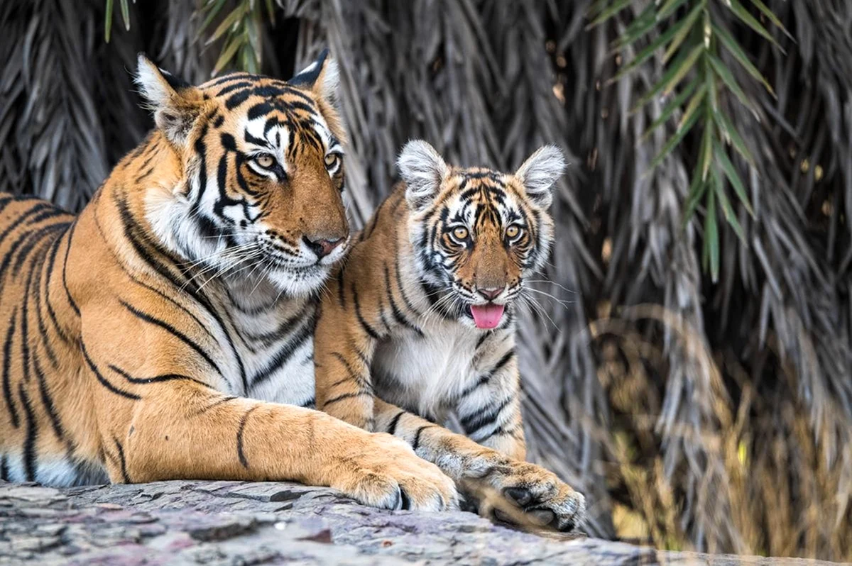 Амурский тигр и бенгальский тигр. Красивое животное