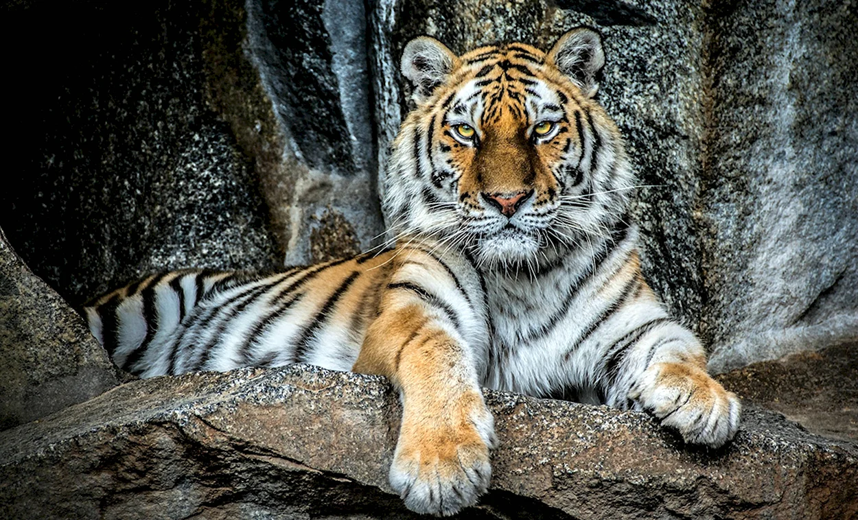 Амурский тигр красавец. Красивое животное