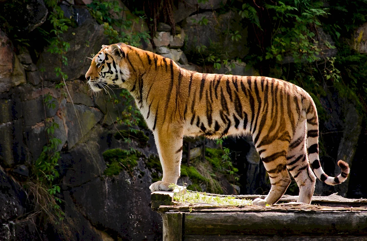 Амурский тигр сбоку. Красивое животное