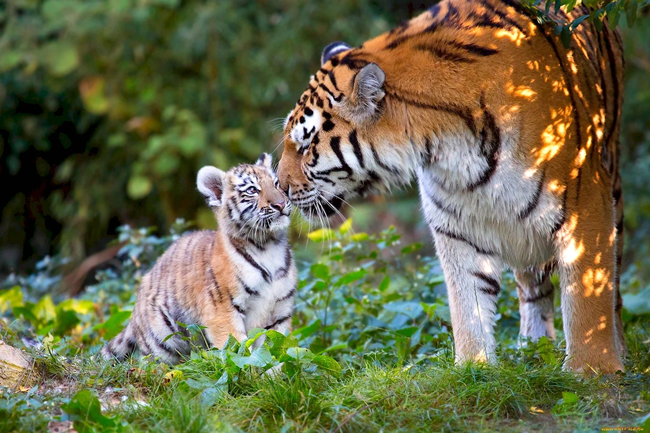 Амурский тигр тигрица с тигрятами в природе. Картинка