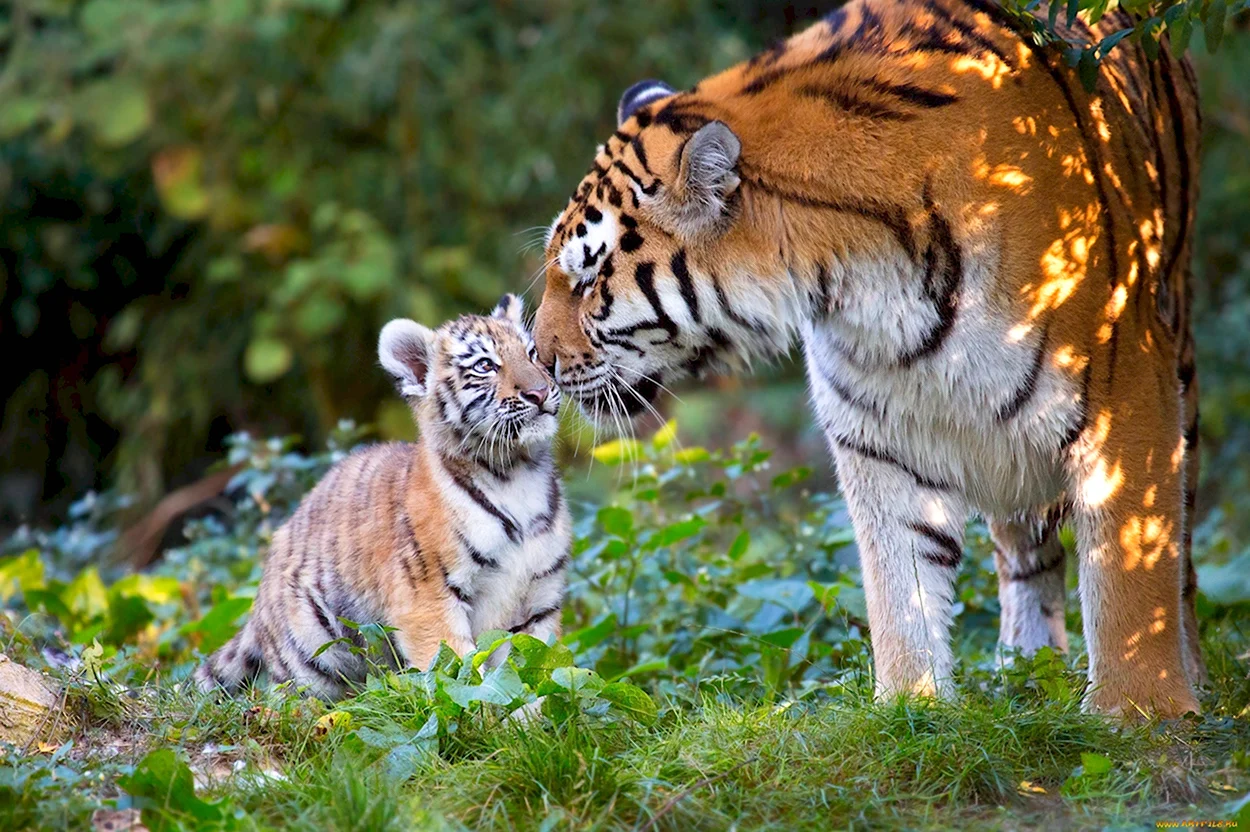 Амурский тигр тигрица с тигрятами в природе. Красивое животное