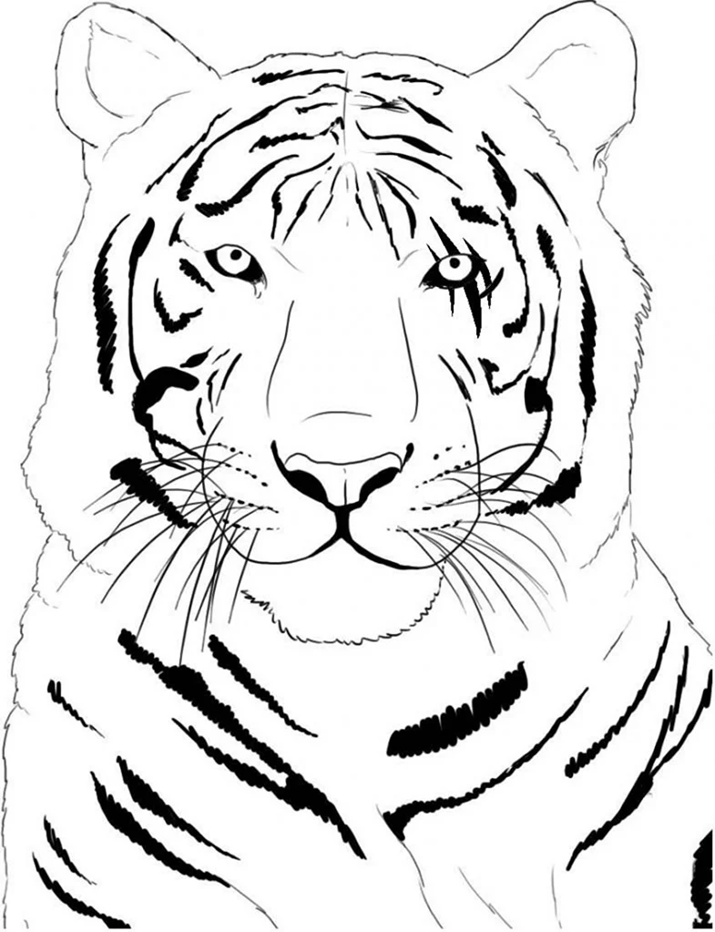 Амурский Уссурийский тигр. Для срисовки