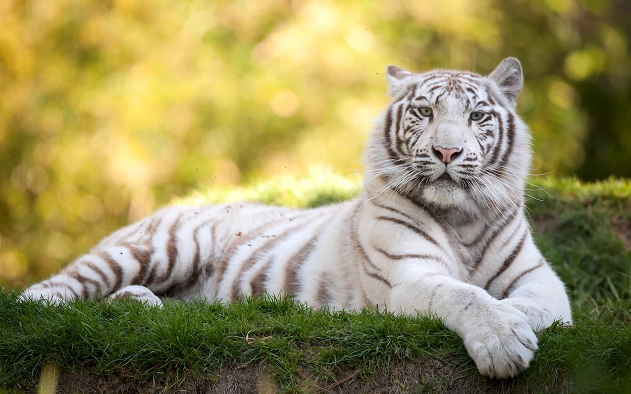 Амурский Уссурийский тигр. Красивое животное