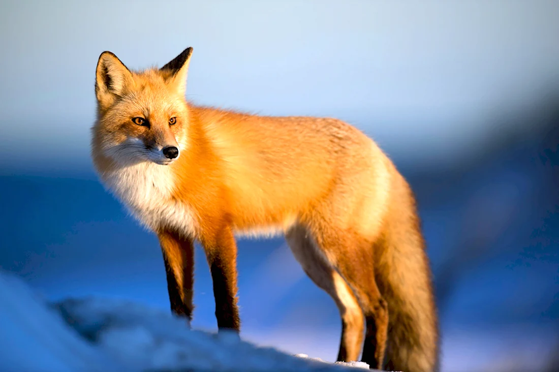 Анадырская обыкновенная лисица. Красивые картинки животных