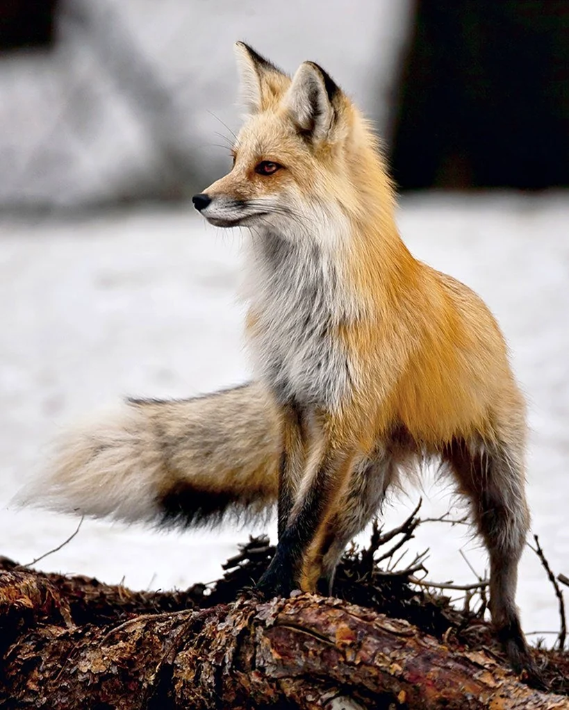 Анадырская обыкновенная лисица. Красивое животное