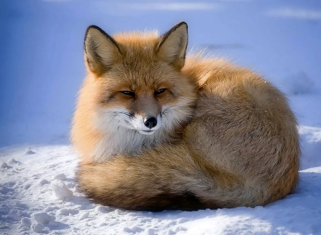 Анадырская обыкновенная лисица. Красивые картинки животных