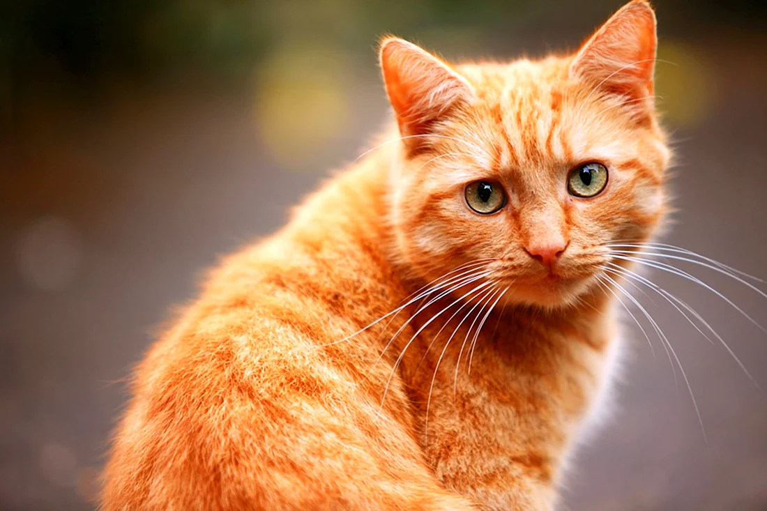 Анатолийский кот рыжий. Красивые картинки животных