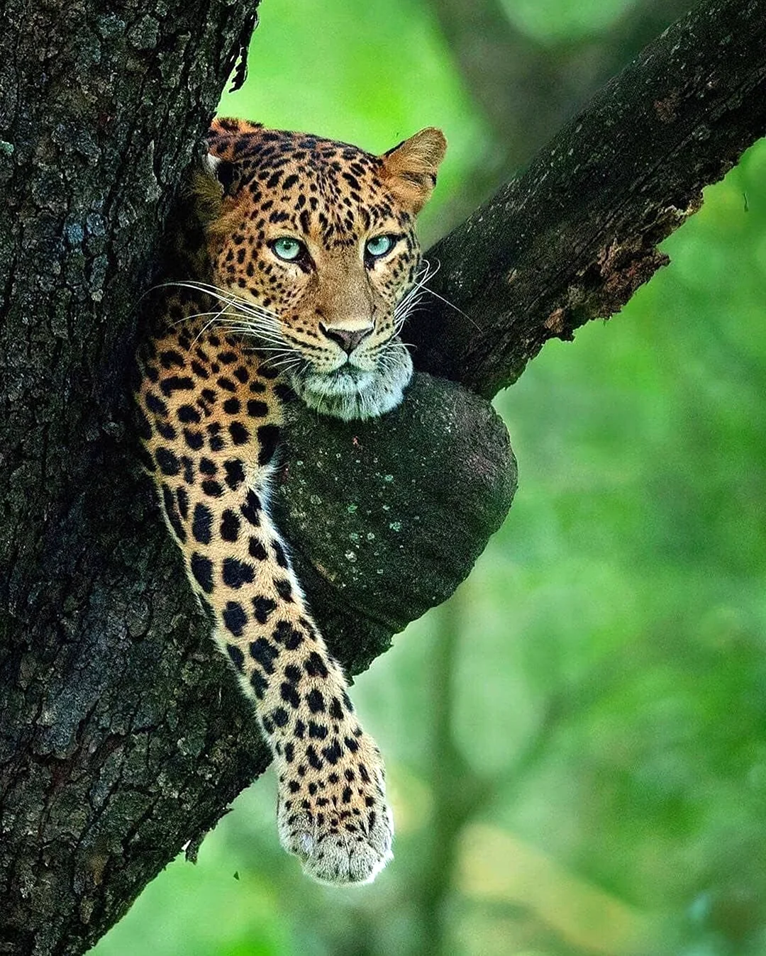 Анатолийский леопард. Красивое животное