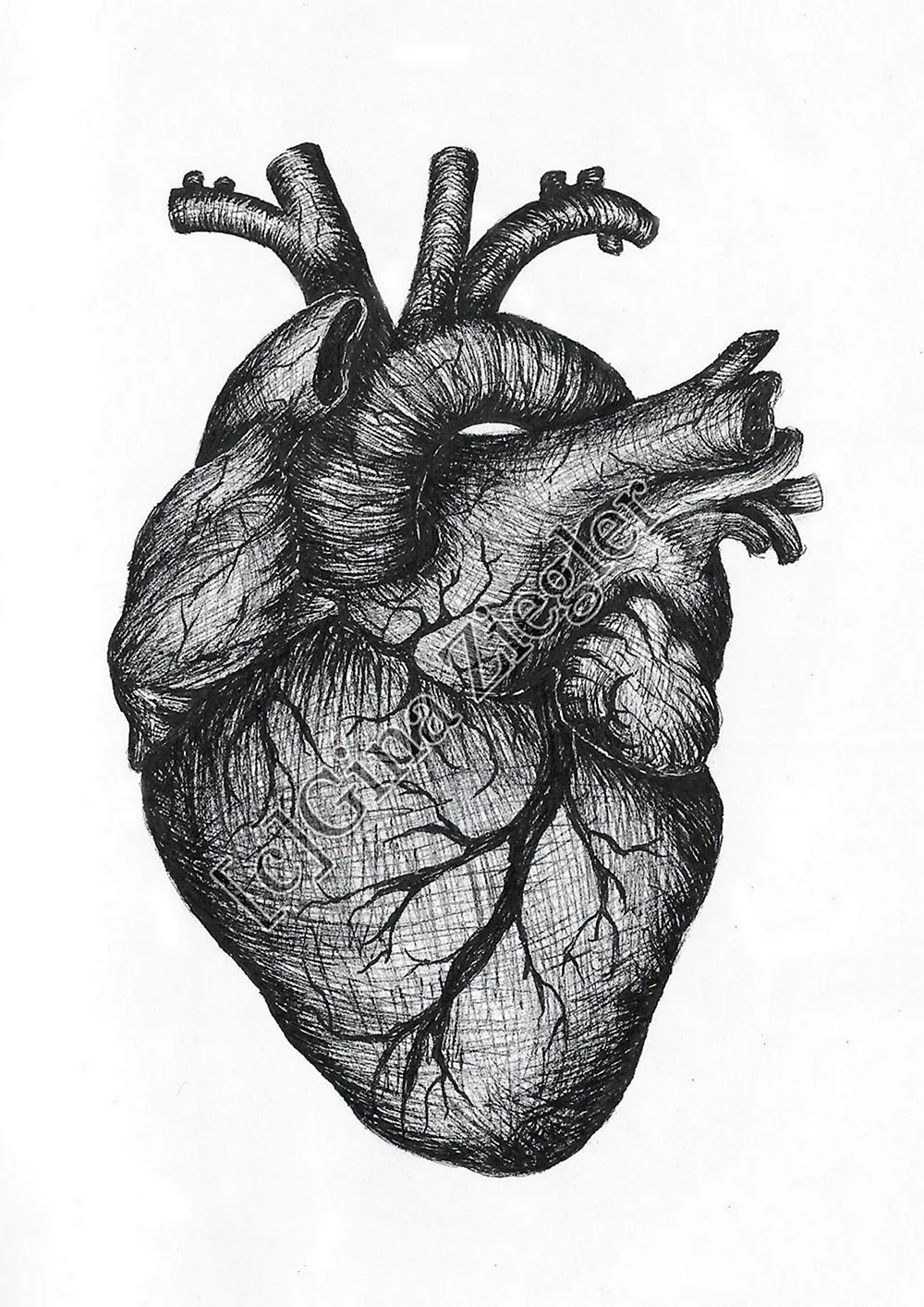 Анатомическое сердце человека. Для срисовки