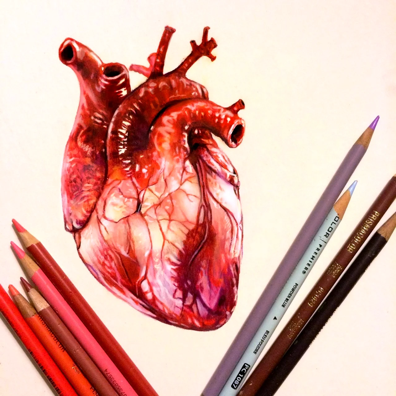 Анатомическое сердце человека. Для срисовки