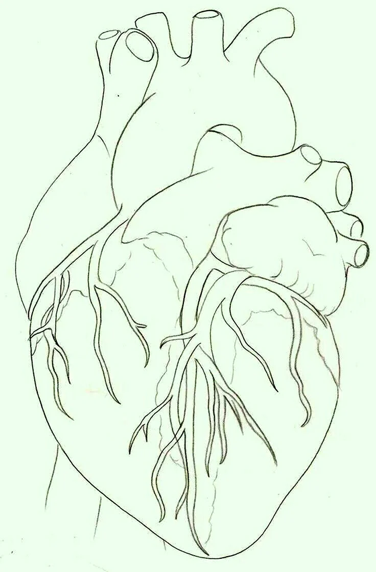 Анатомическое сердце эскиз. Для срисовки