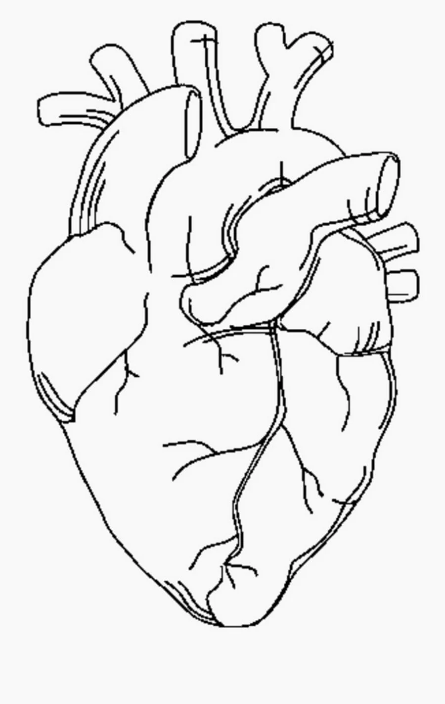 Анатомическое сердце контур. Для срисовки
