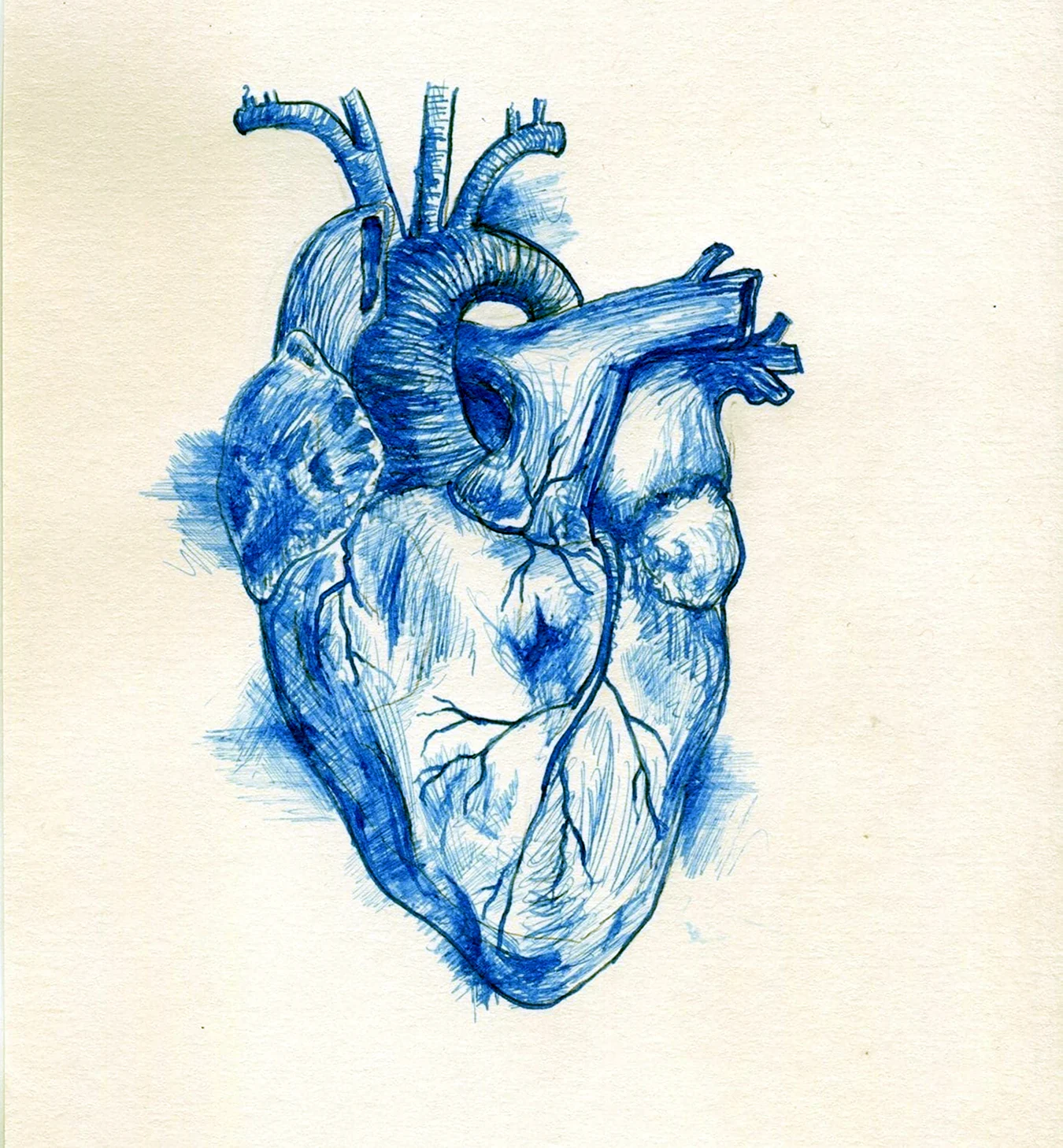 Анатомическое сердце синий. Для срисовки