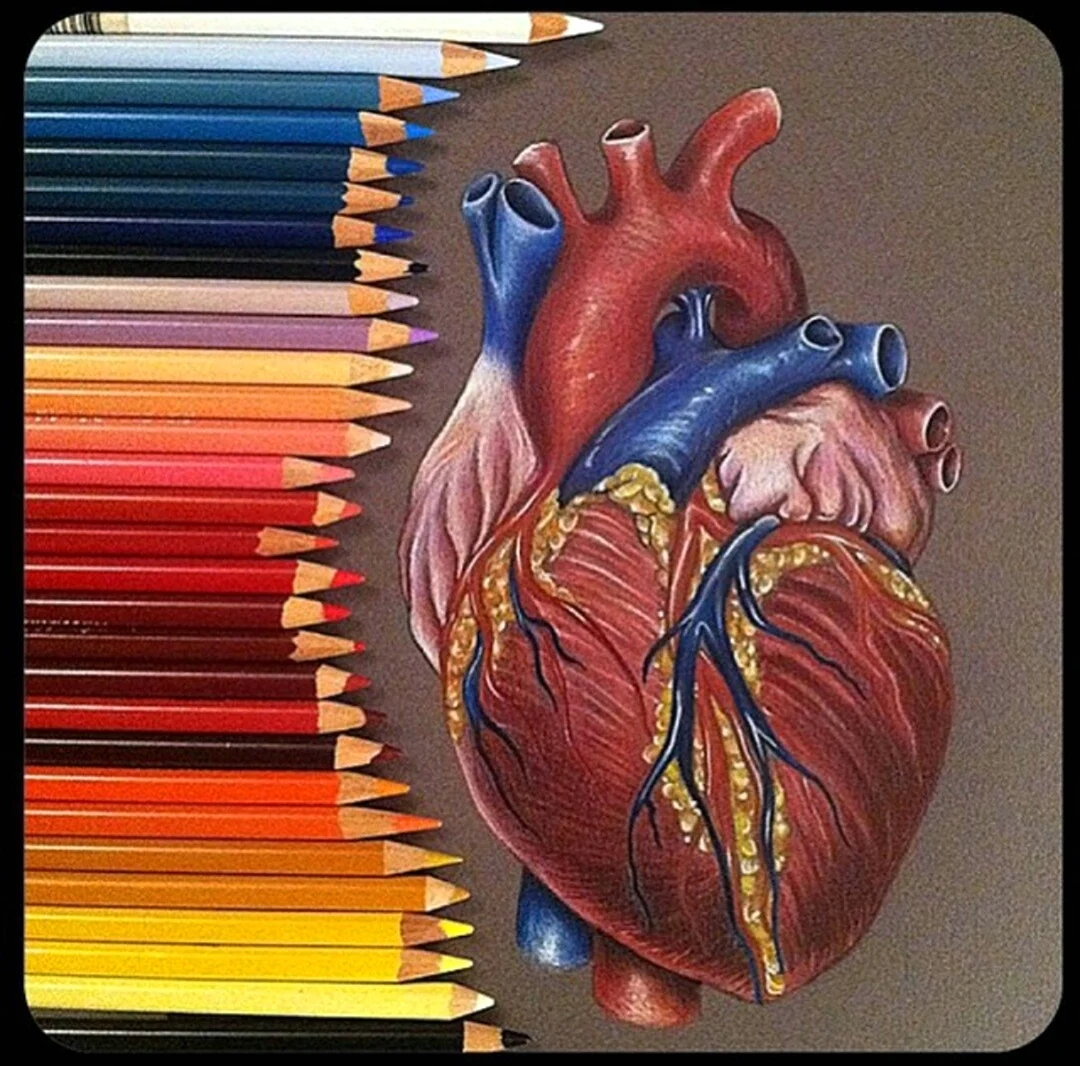 Анатомическое сердце в цвете