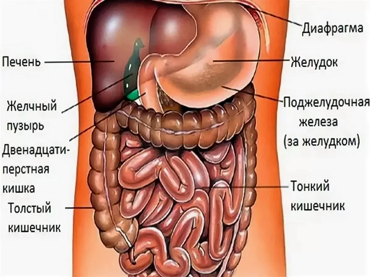 Анатомия человека брюшная полость женщины. Картинка