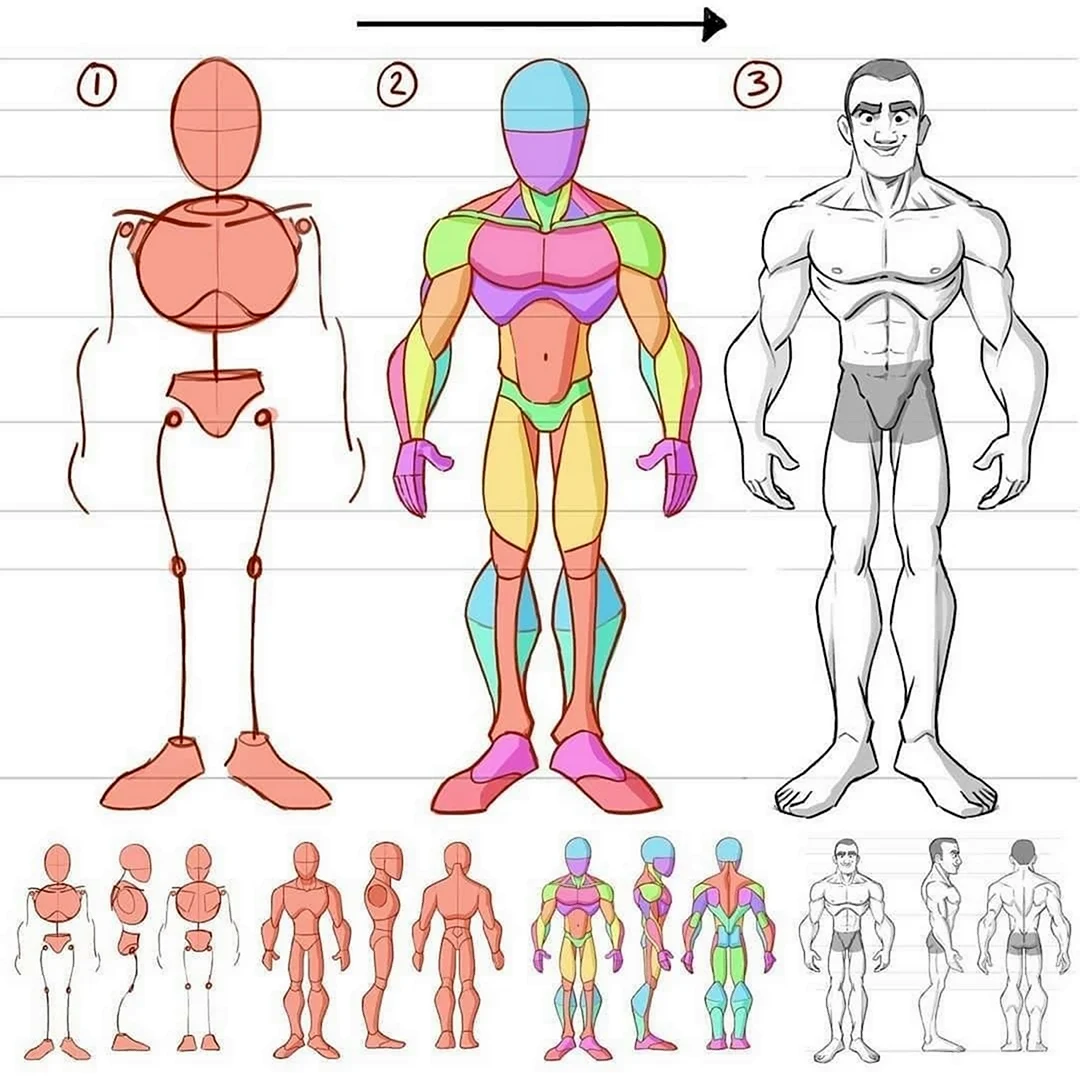 Анатомия человека для рисования. Картинка