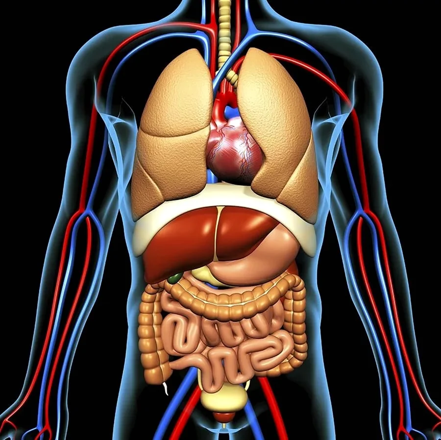 Анатомия человека расположение органов. Картинка