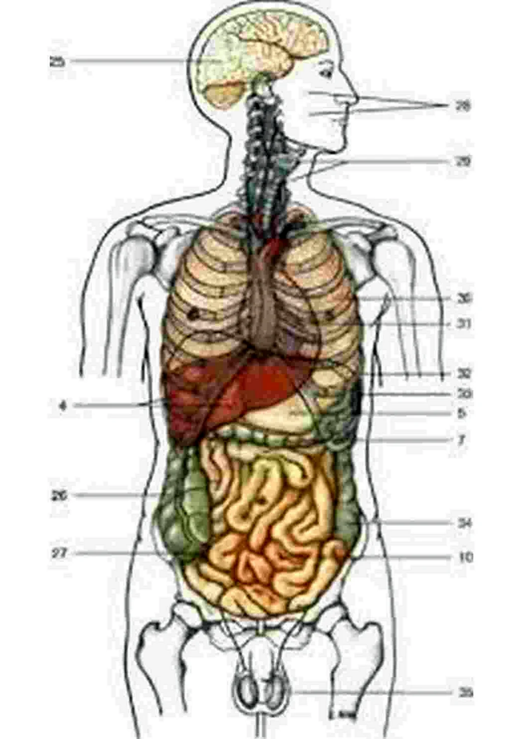 Анатомия человека внутренние органы. Картинка