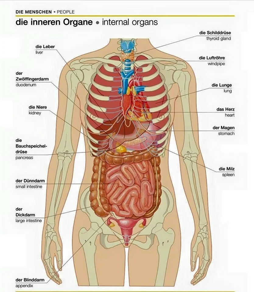 Анатомия строения человека внутренние органы. Картинка