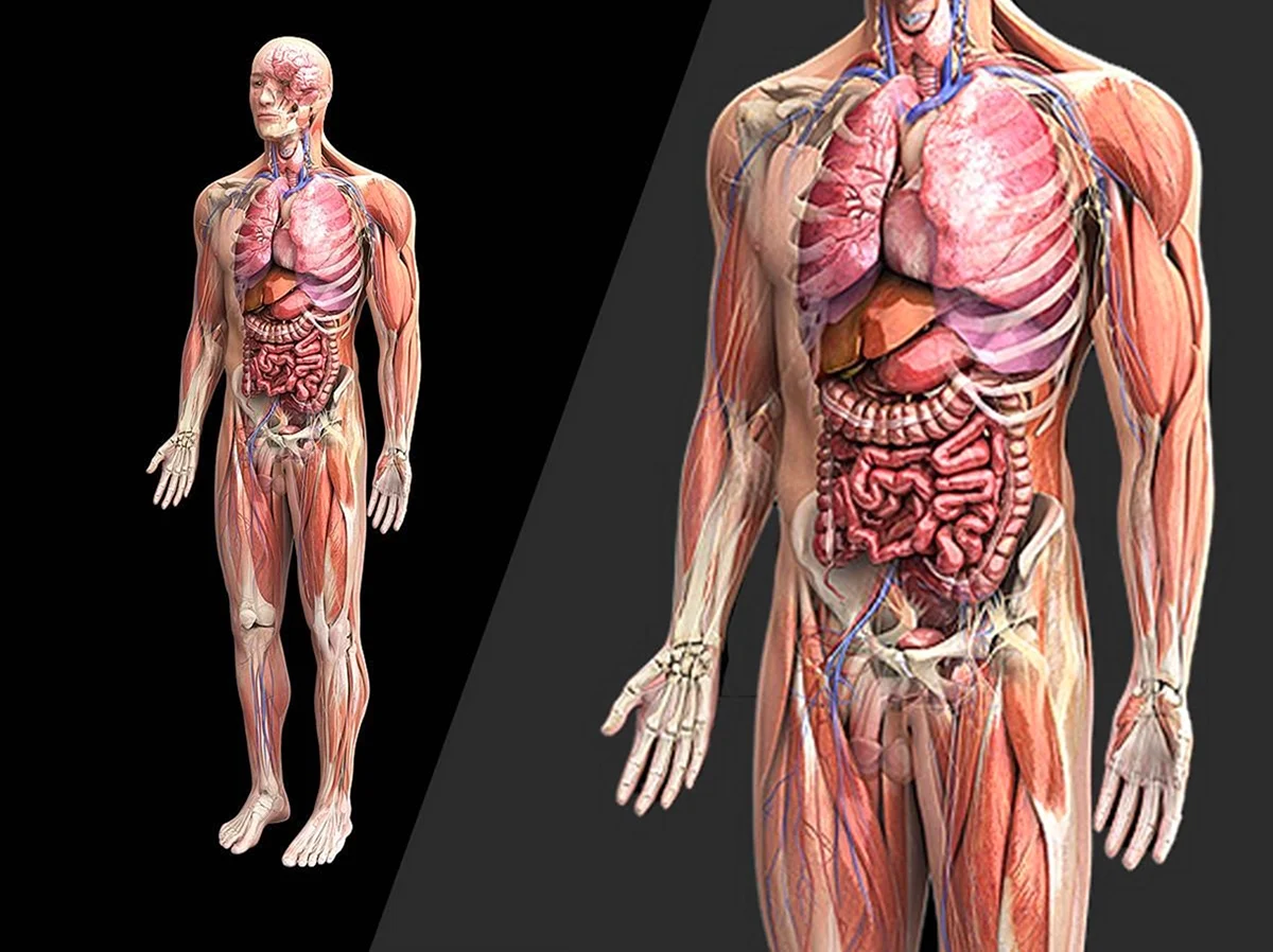 Анатомия тела. Картинка