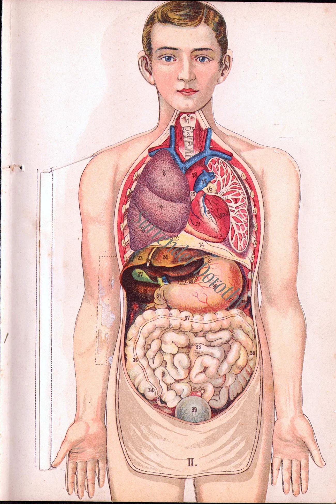 Анатомия тела человека внутренние. Картинка