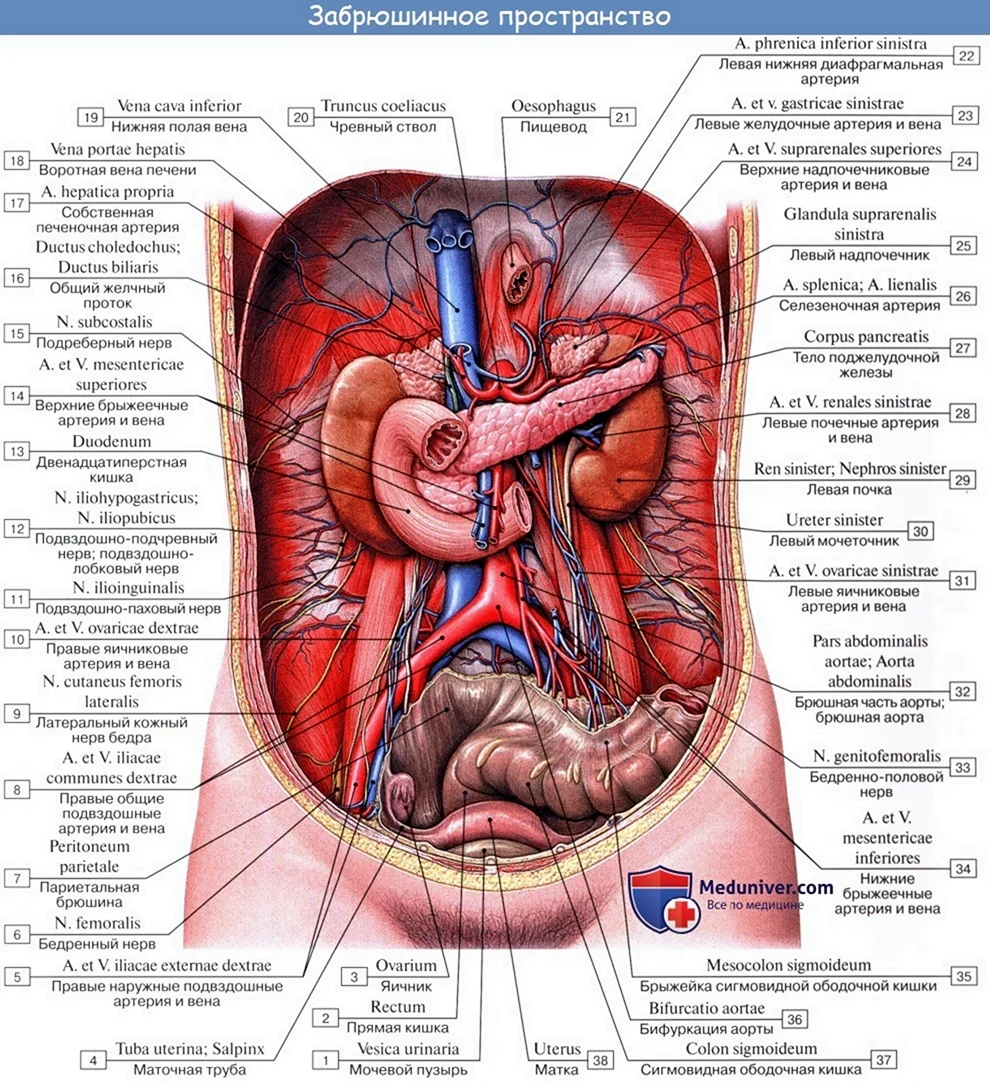 Анатомия внутренних органов брюшной полости. Картинка