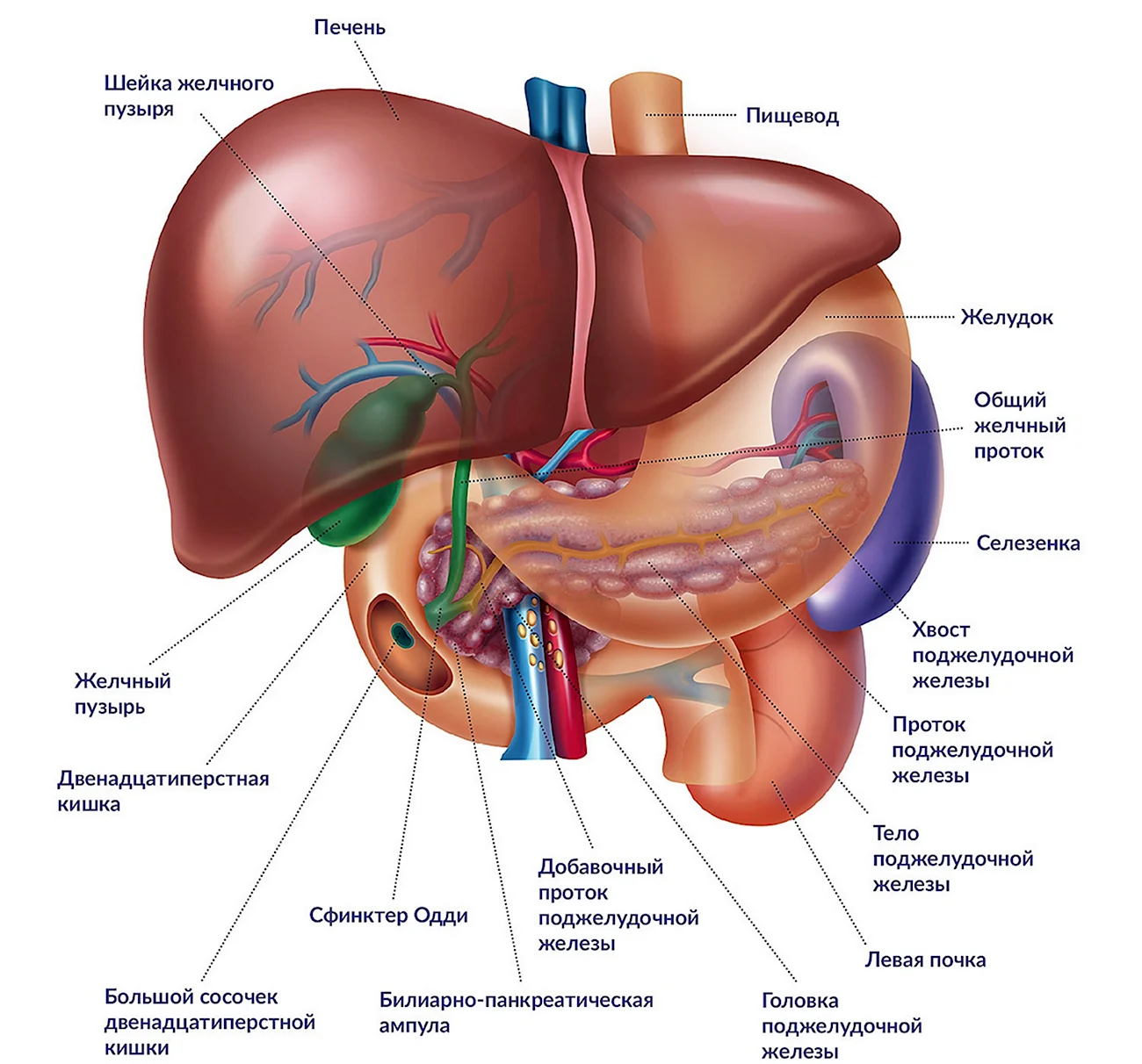 Анатомия внутренних органов брюшной полости женщины. Картинка
