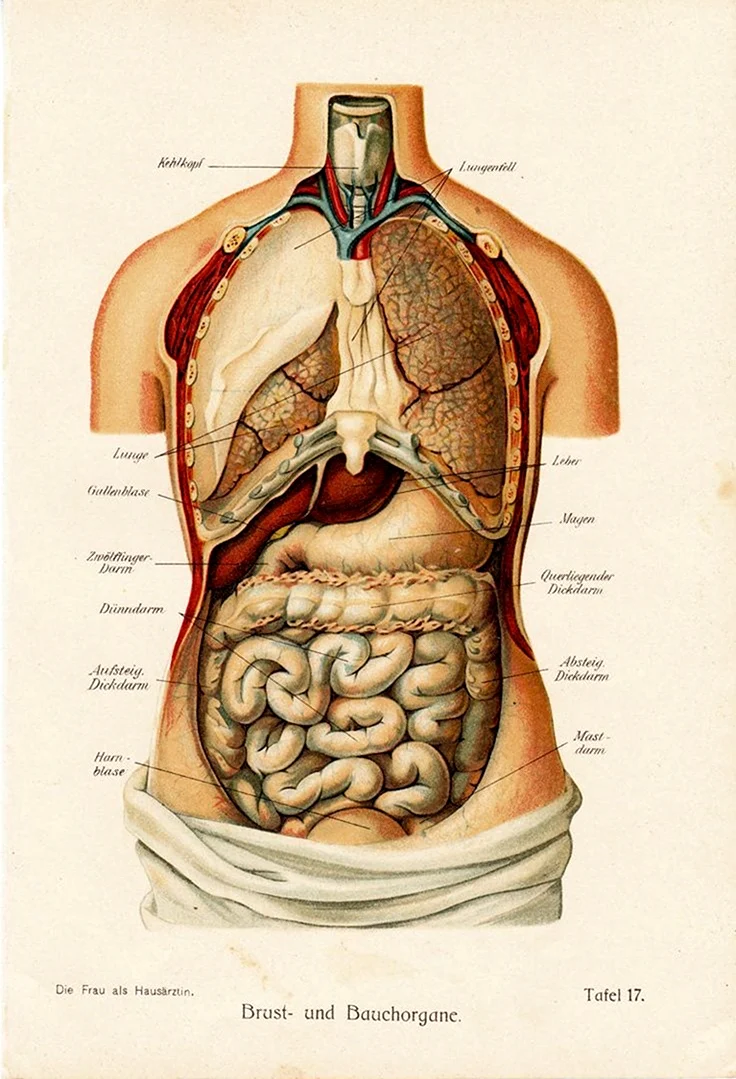 Анатомия внутренних органов человека строение внутренних органов. Картинка