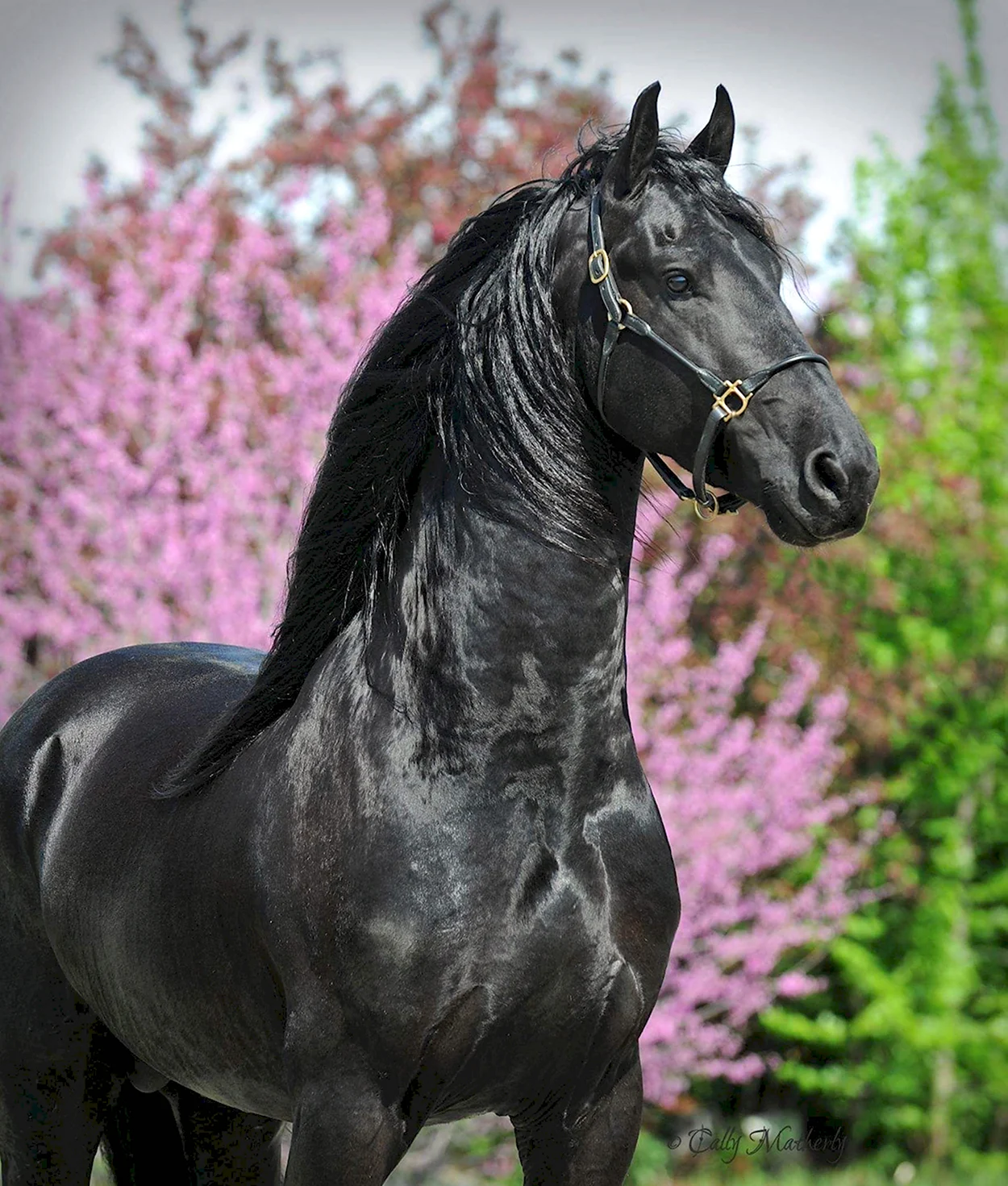Андалузская лошадь Вороная. Красивое животное
