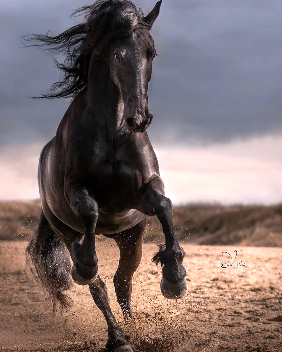 Андалузская лошадь Вороная. Красивое животное