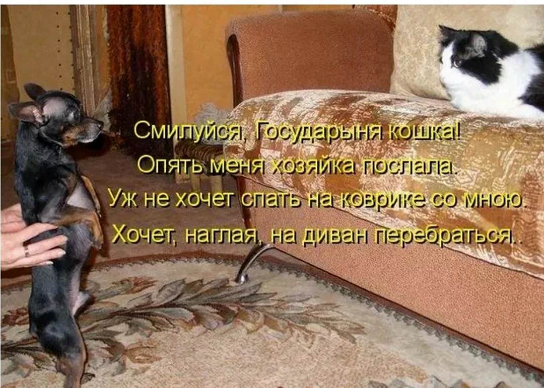 Анекдоты про кошек и собак. Картинка