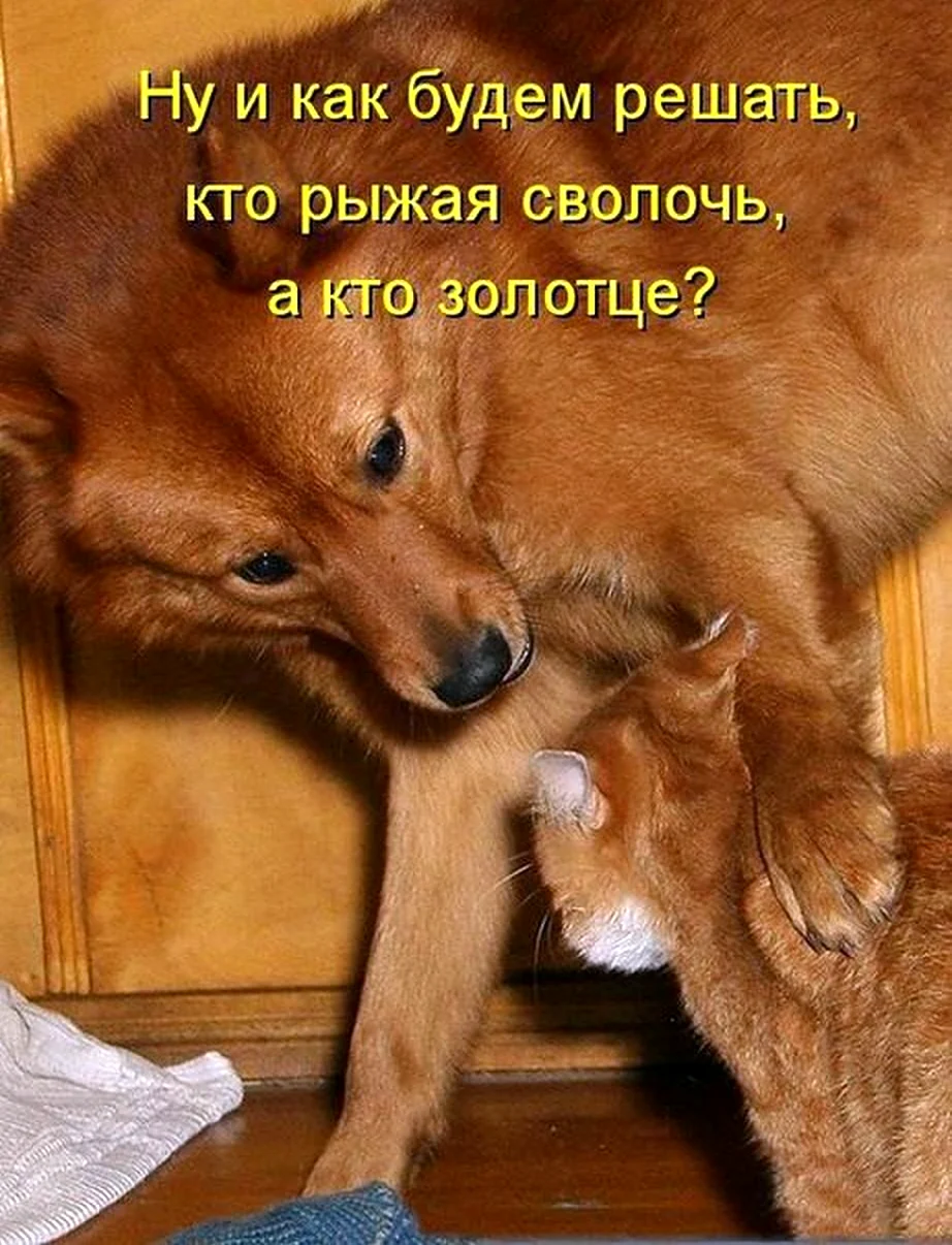 Анекдоты про кошек и собак. Красивые картинки животных