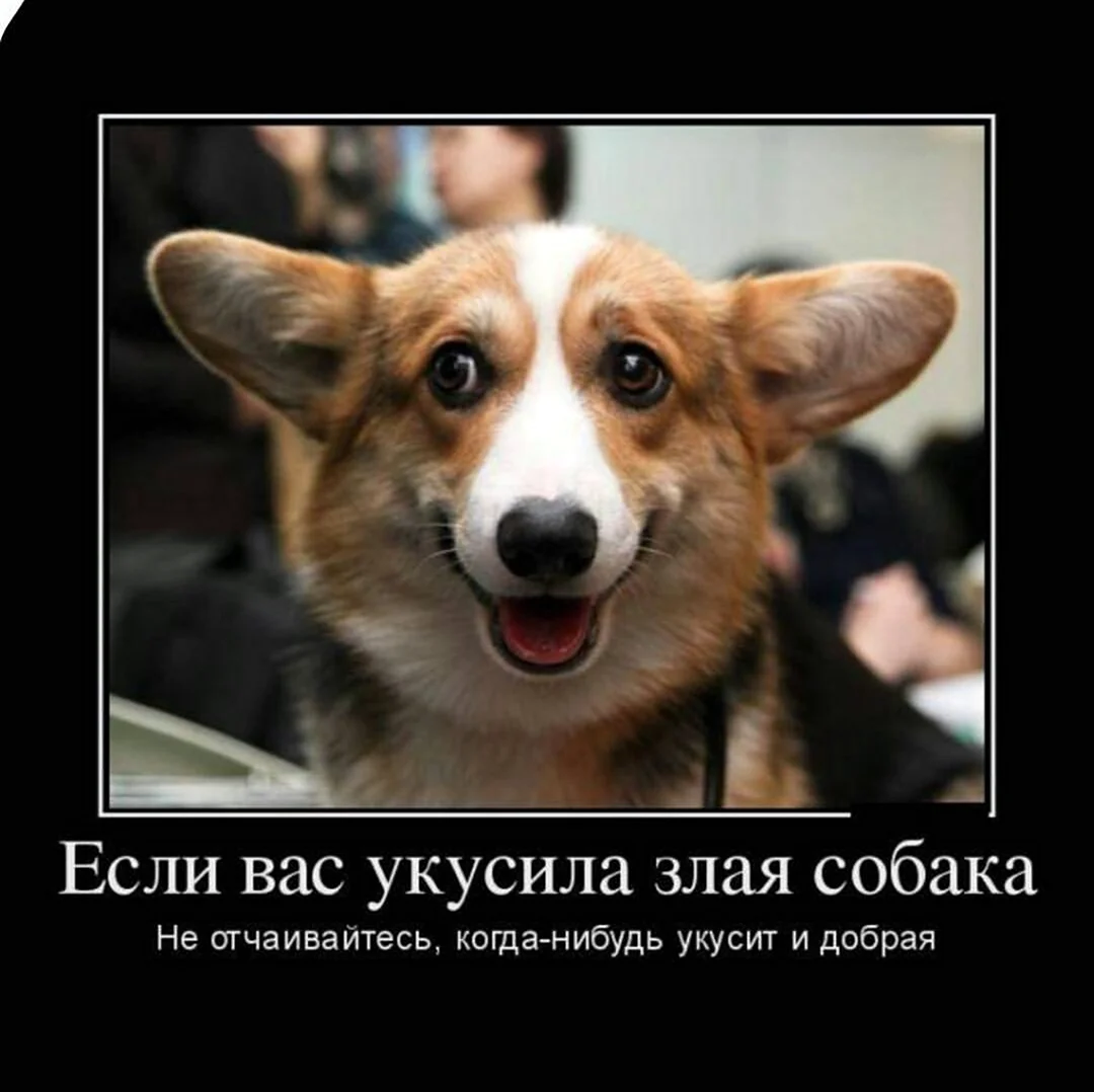 Анекдоты про собак. Красивые картинки животных