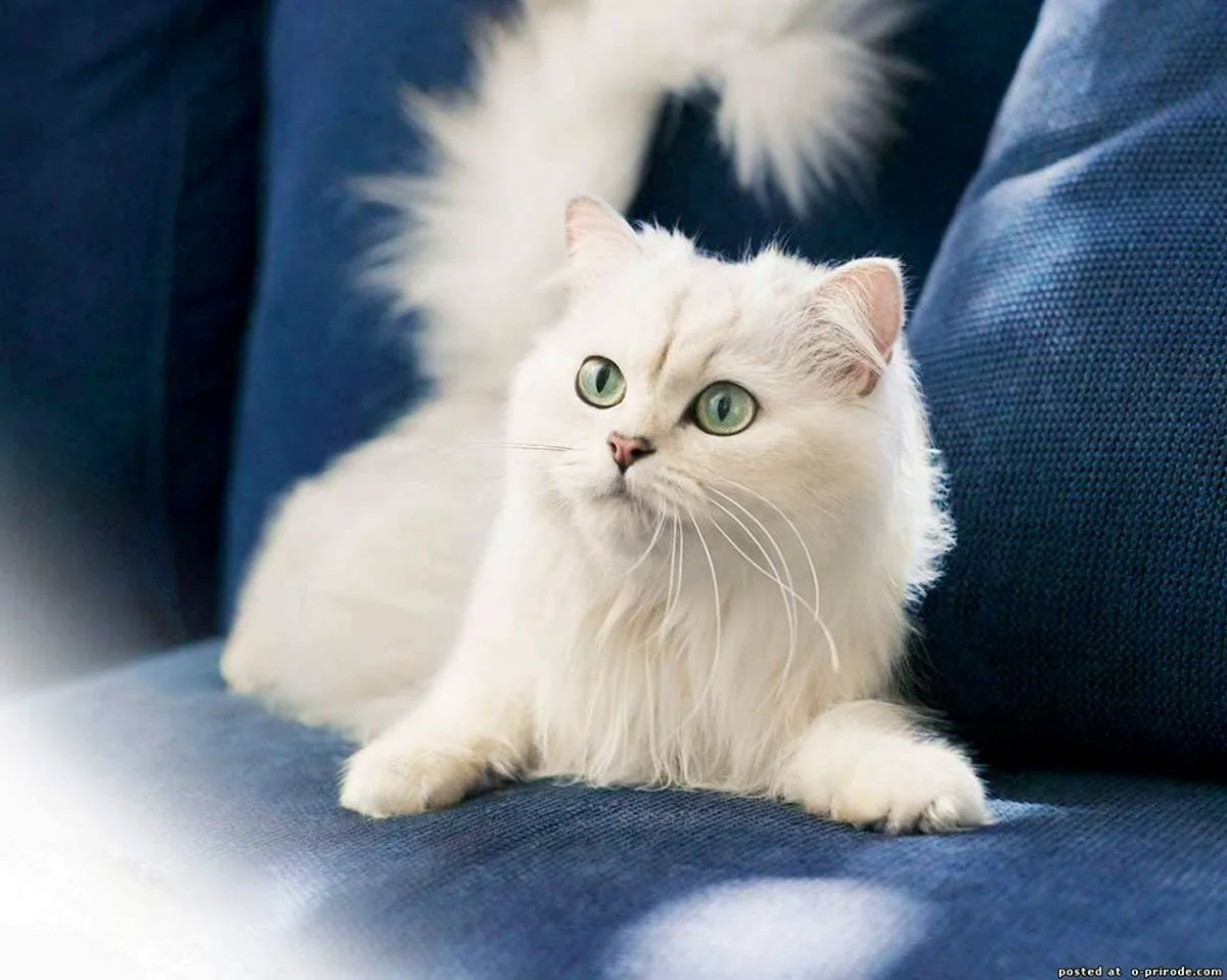 Ангорская кошка. Красивая картинка