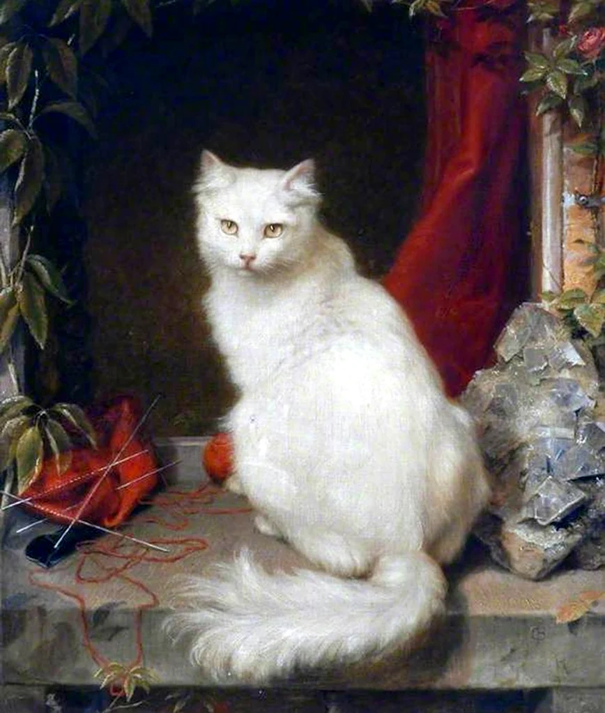 Ангорский кот Жан Жак Башелье. Красивое животное