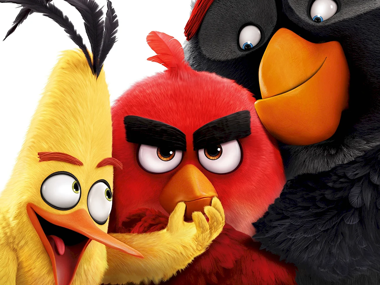 Angry Birds в кино. Картинка из мультфильма