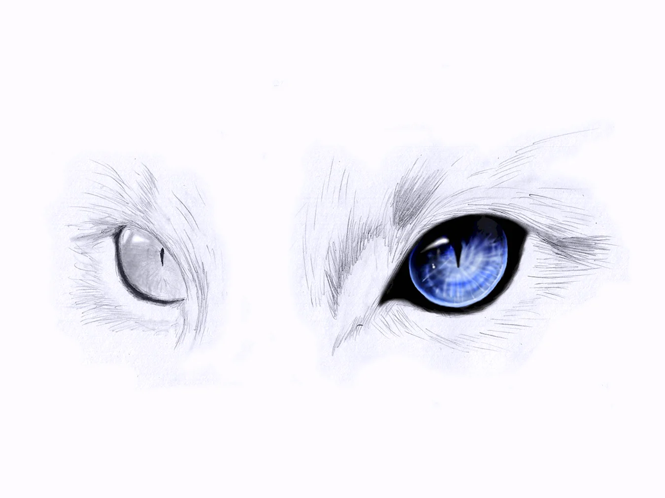 Аниме глаза кошки. Для срисовки