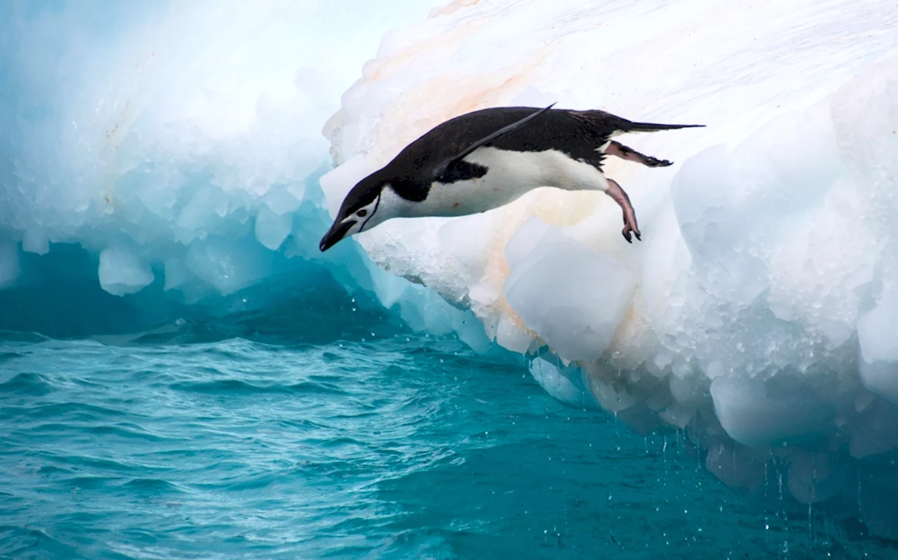 Антарктический Пингвин. Картинка