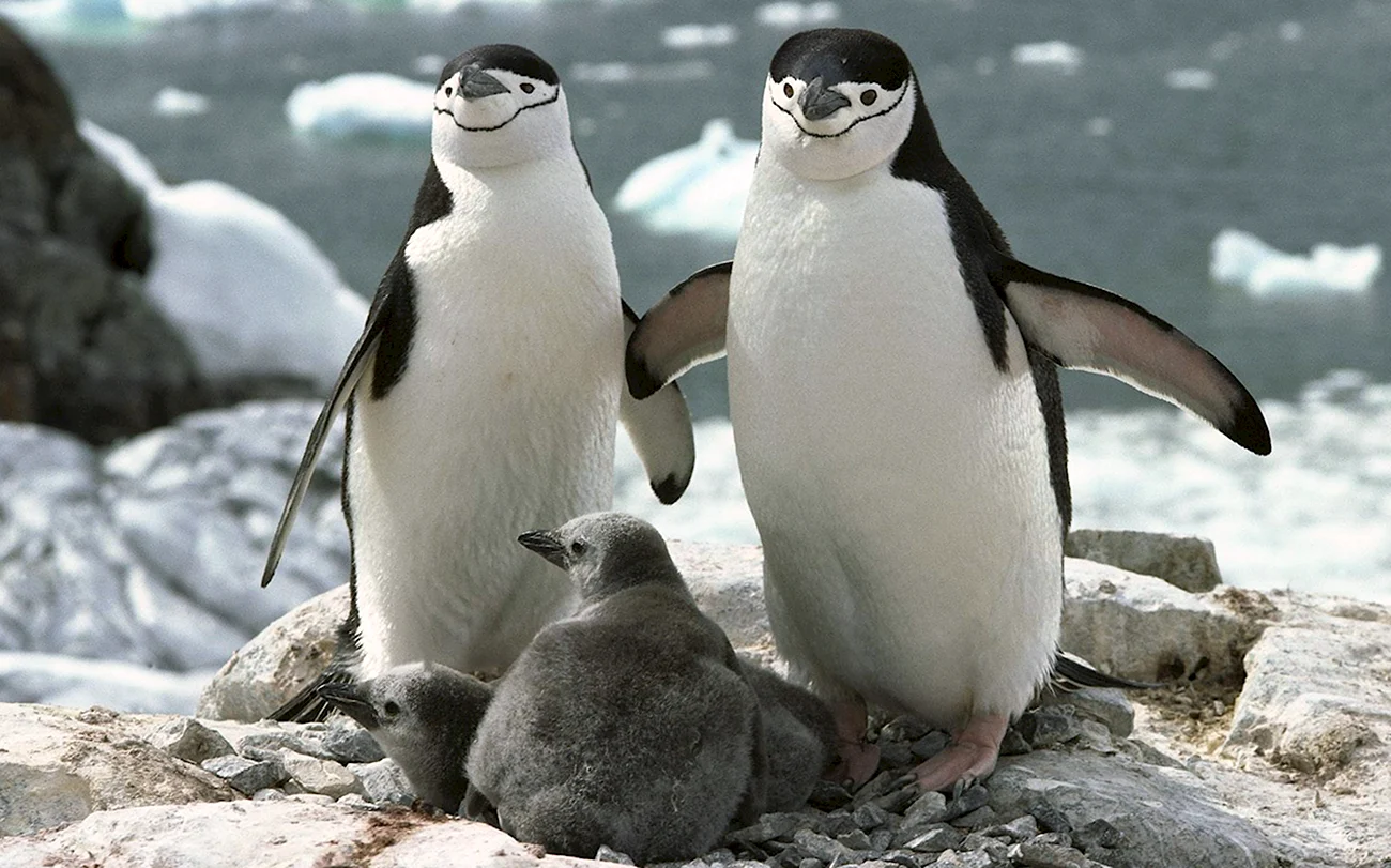 Антарктический Пингвин. Картинка