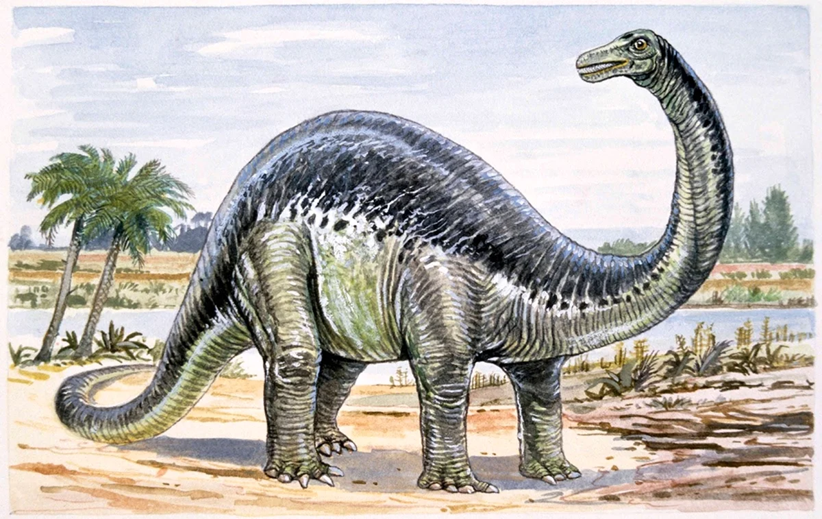 Апатозавр Бронтозавр. Картинка