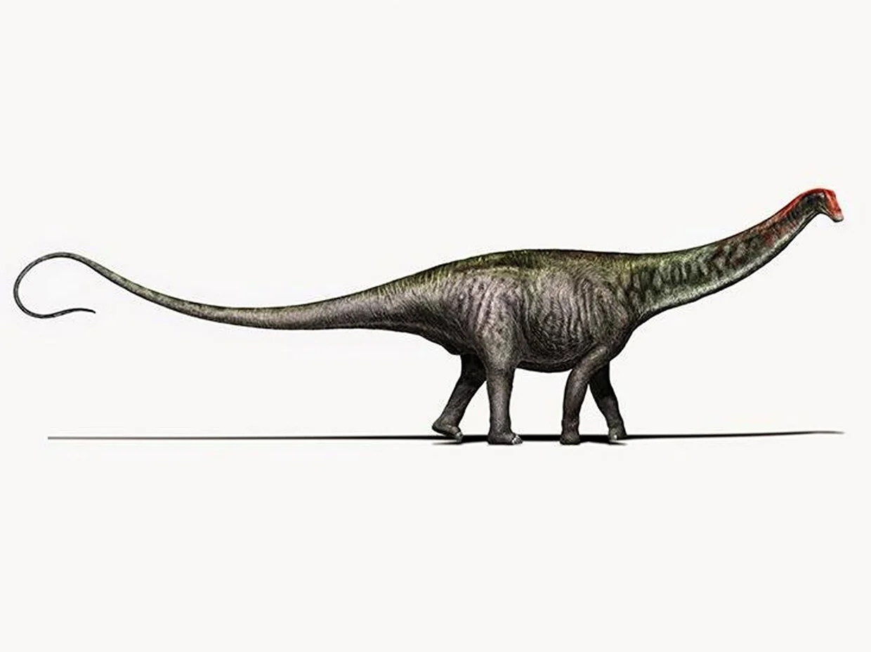 Апатозавр Диплодок Бронтозавр. Картинка