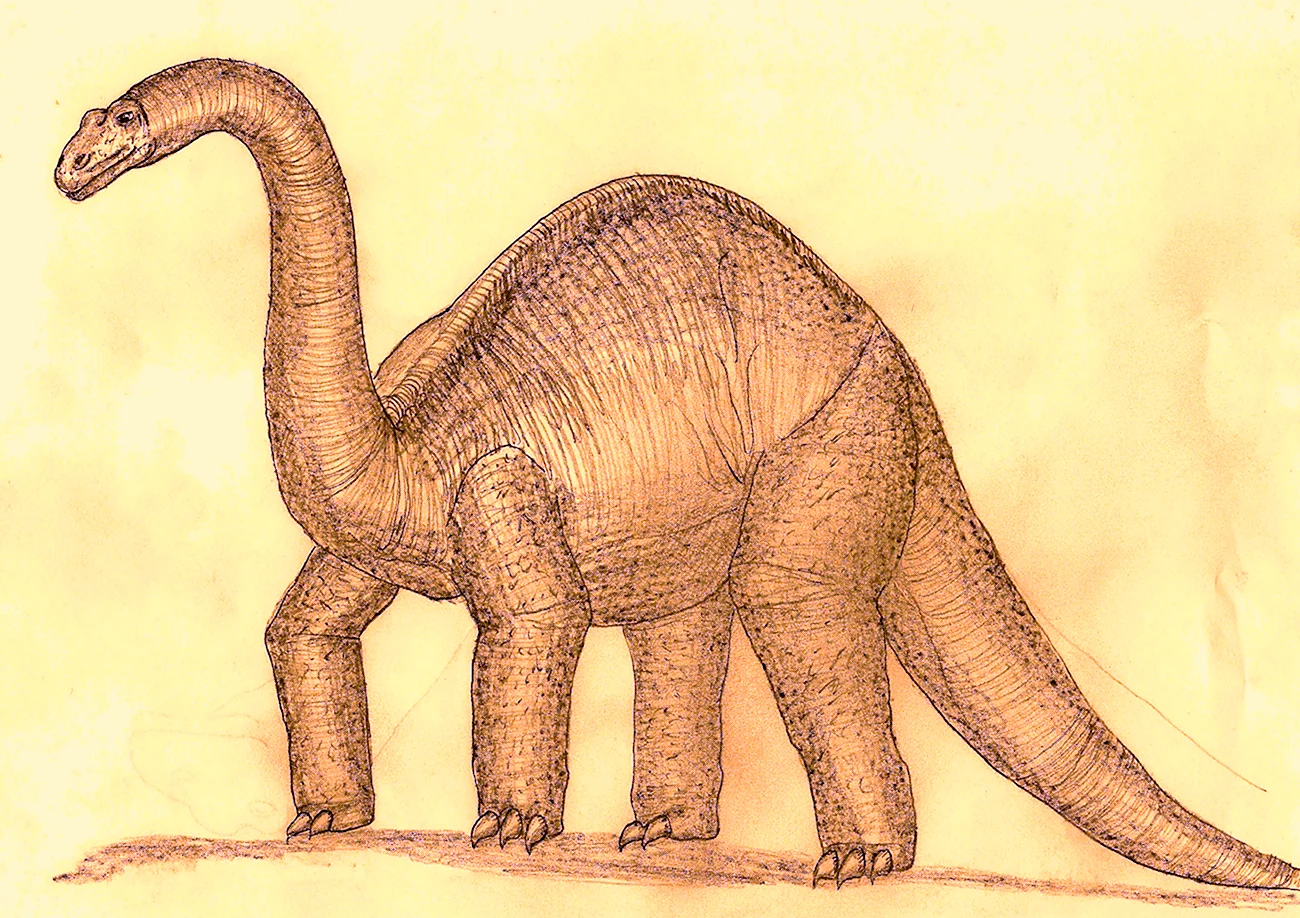 Апатозавр и Диплодок. Картинка