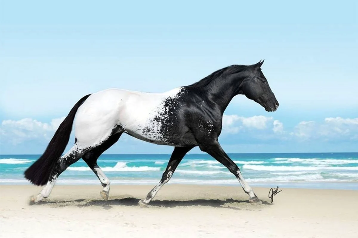 Аппалуза лошадь. Красивое животное