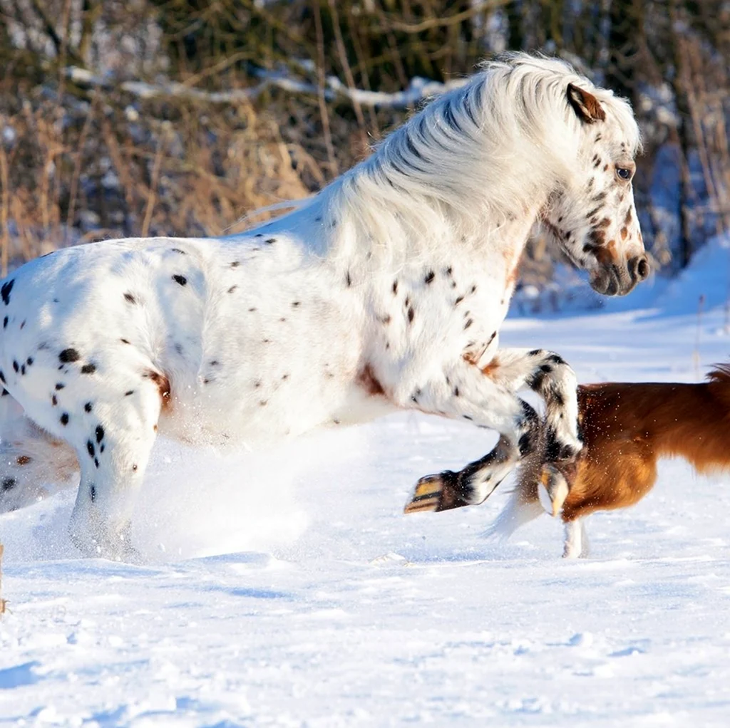 Аппалуза лошадь зима. Красивое животное
