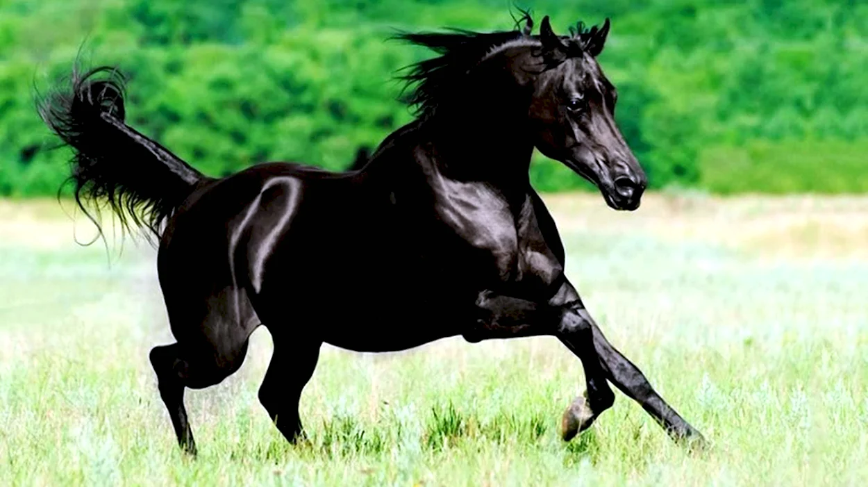 Арабская чистокровная лошадь. Красивое животное
