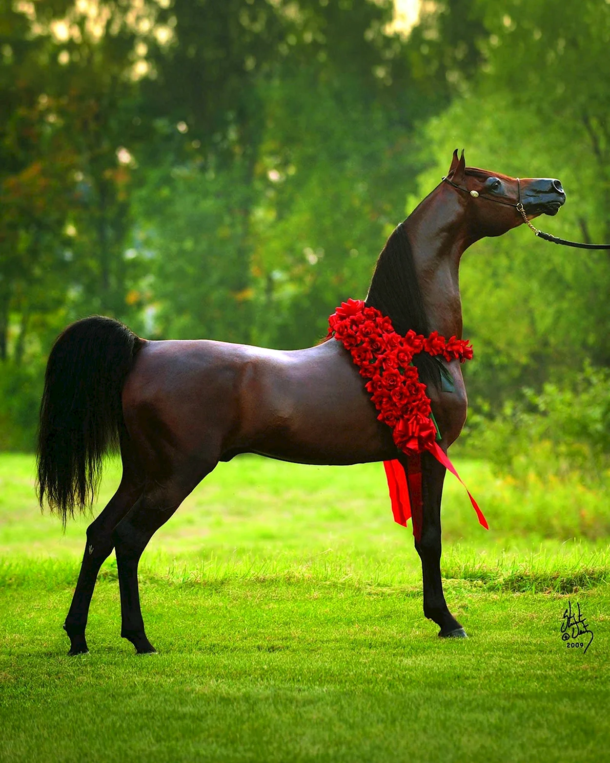 Арабская чистокровная лошадь Вороная. Красивое животное