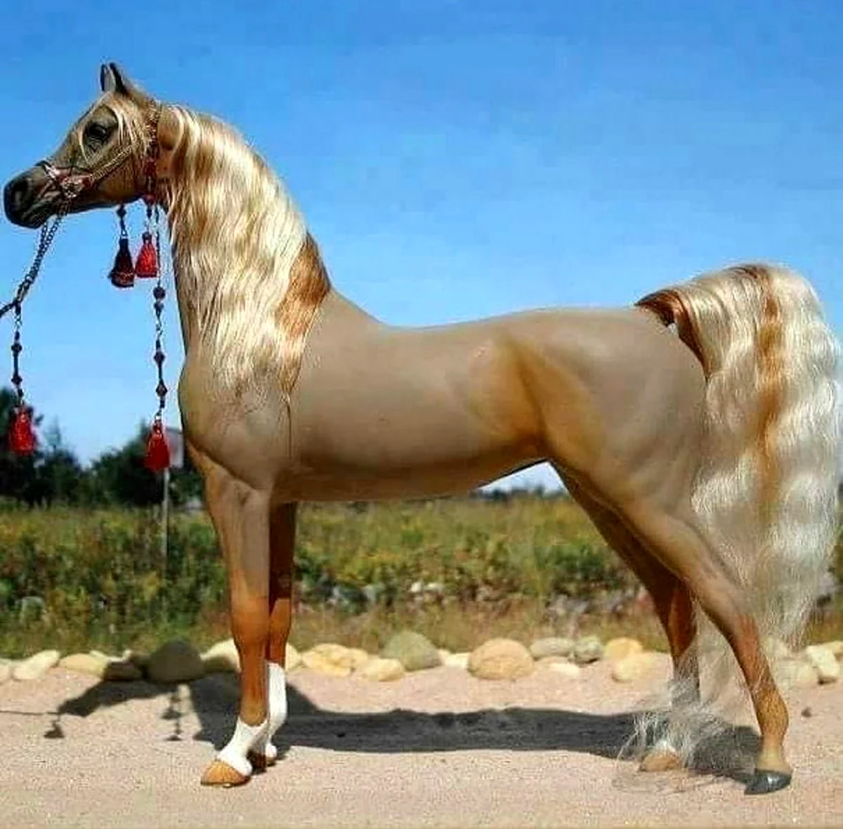 Арабская Изабелловая масть лошади. Красивое животное
