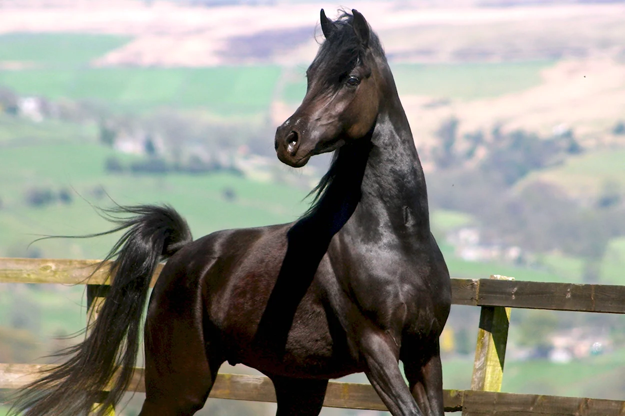 Арабская лошадь арабский скакун. Красивое животное